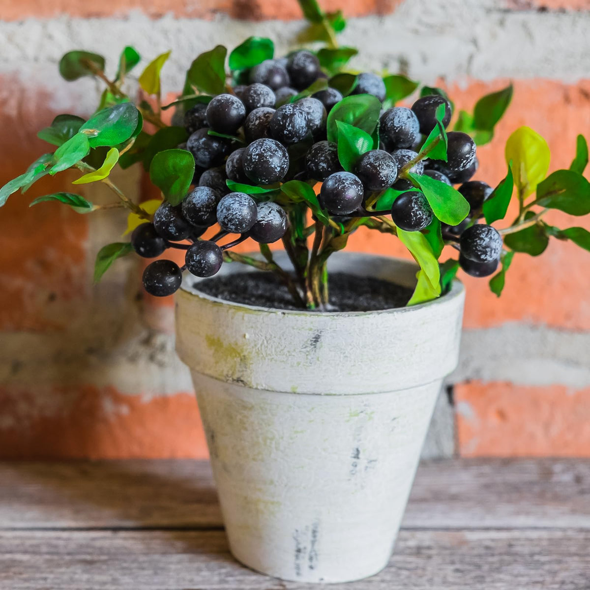 Doter Blueberry Soil Mix contains mycorrhizae to boost root absorption of water and nutrients.