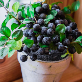 Doter Blueberry Soil Mix improves water retention to steady plant moisture in pots.