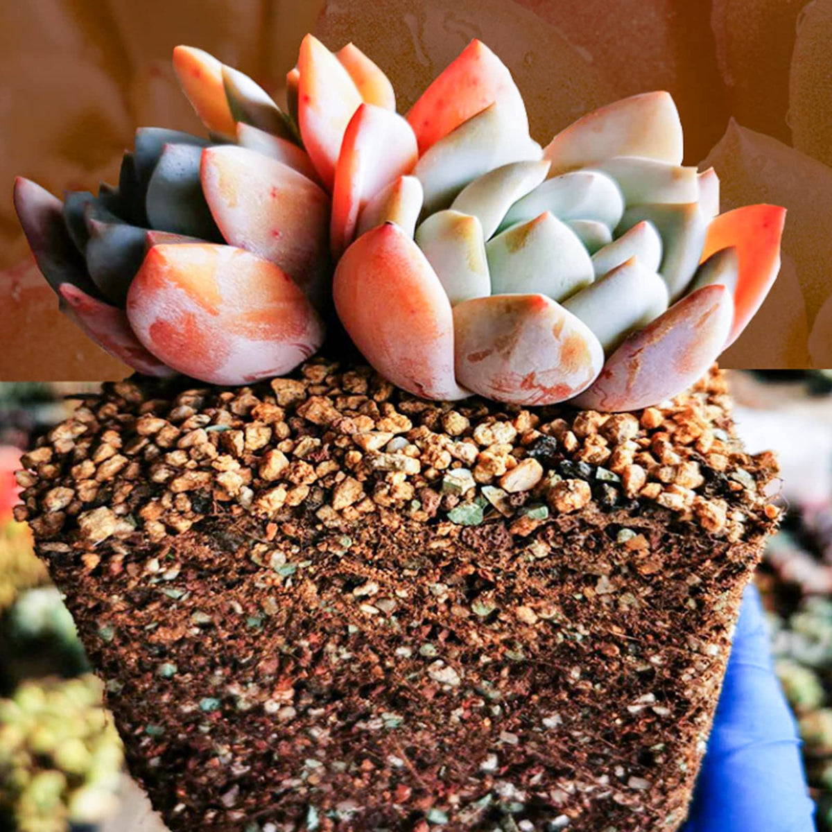 Doter bonsai soil ready-to-use mix in pot