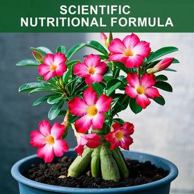 Doter Desert Rose potting mix ready for repotting and healthy roots