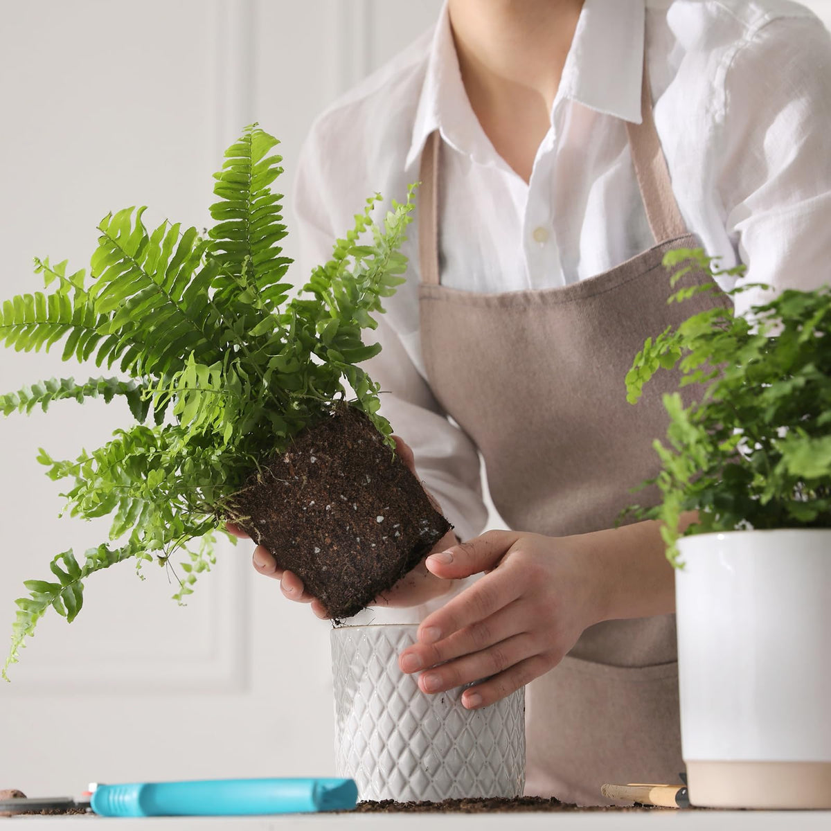 Doter fern soil promotes enhanced growth in container plantings