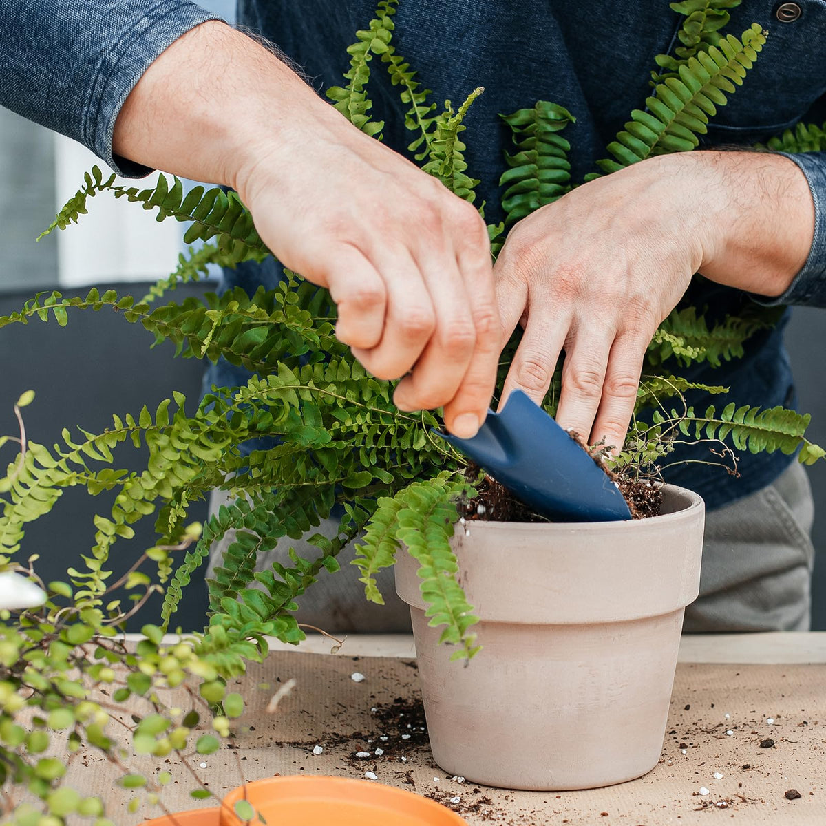 Excellent drainage prevents waterlogging and root issues in ferns