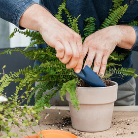Excellent drainage prevents waterlogging and root issues in ferns