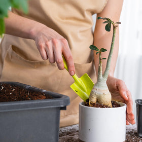 2qt bag of Doter soil mix ready for potting success.