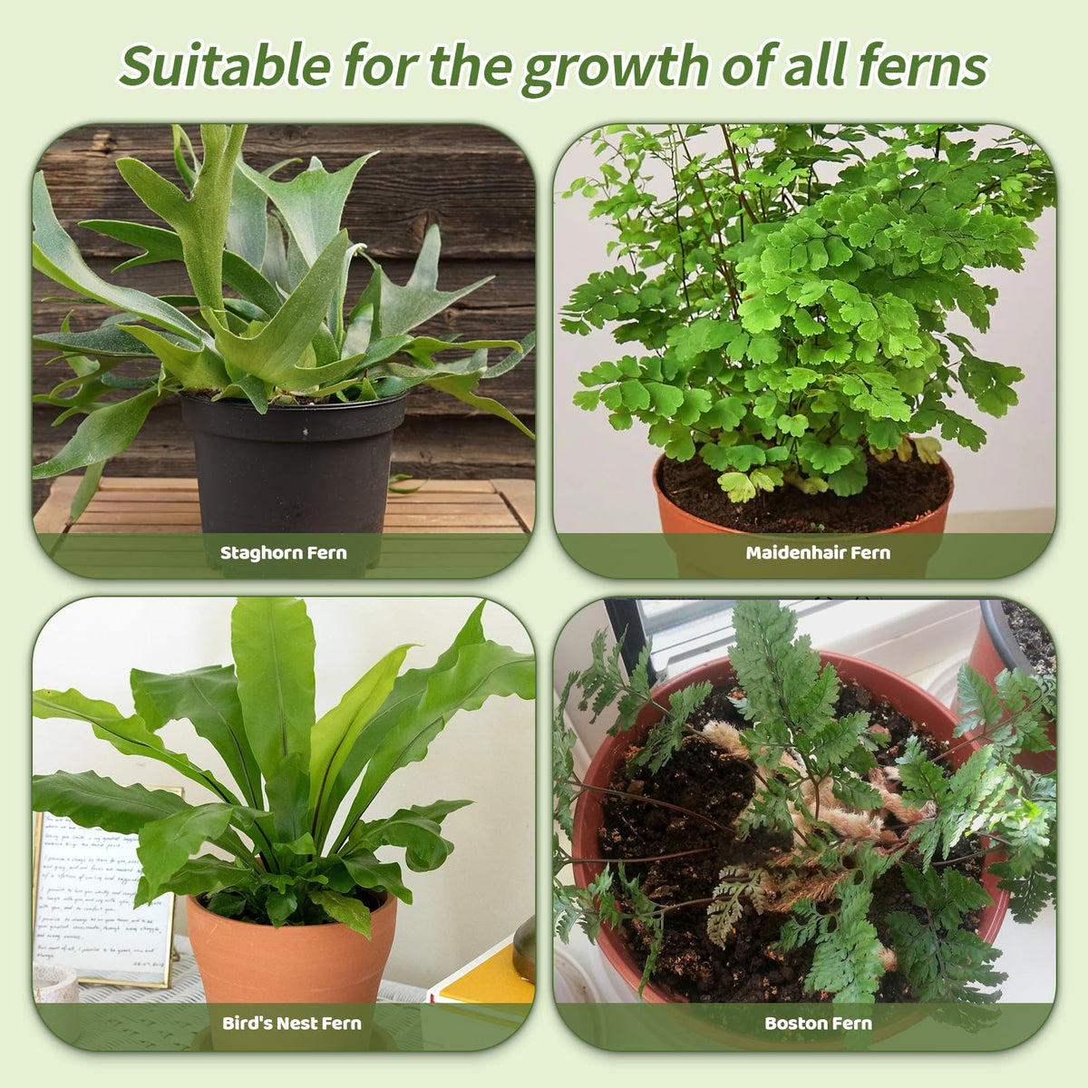 Ideal for indoor and outdoor fern displays and containers