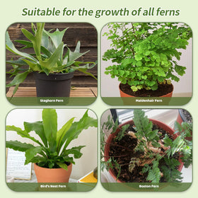 Ideal for indoor and outdoor fern displays and containers