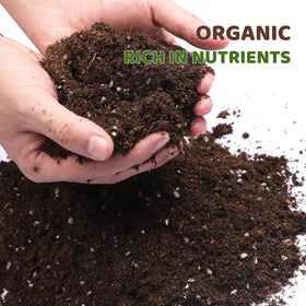 Doter Lucky Bamboo Soil’s drainage balance protects roots and helps prevent waterlogging.