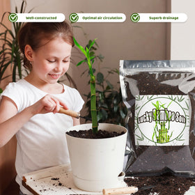 Doter Premium Bamboo soil supports long-lasting growth and lush green leaves.