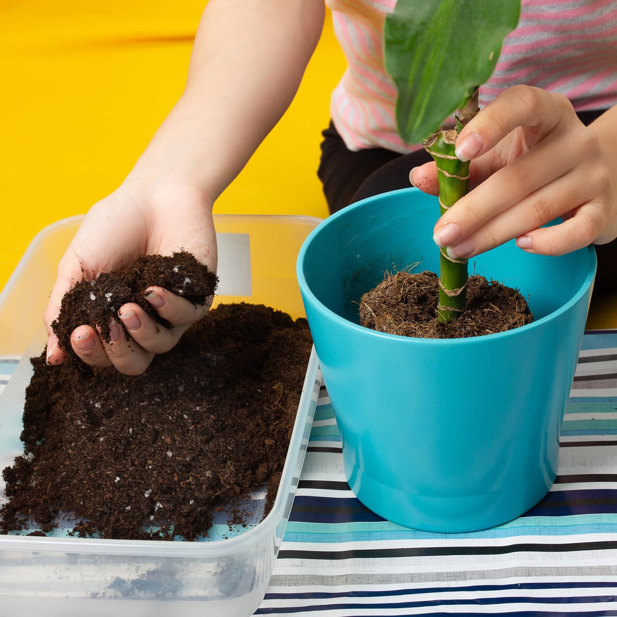 Doter Lucky Bamboo soil works in vases, pots, or decorative holders.