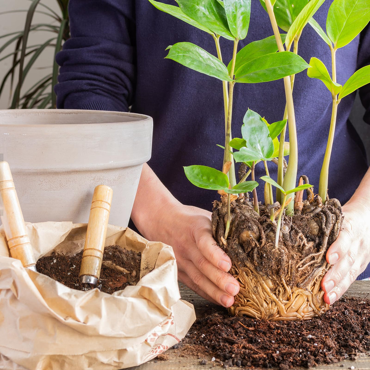 Aerated soil structure visible for healthier root systems in indoor plants.