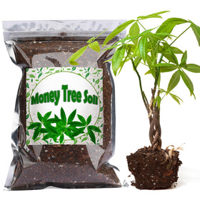 Doter Money Tree Soil Mix 2qt packaging showing neutral pH formula for thriving indoor plants.