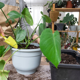 Doter Monstera soil makes repotting easy with lightweight texture.