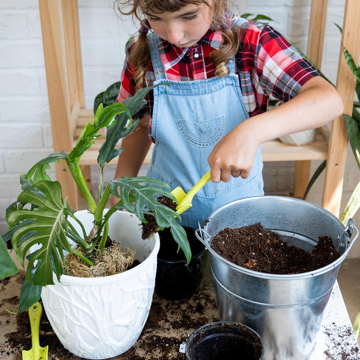 Doter Monstera soil supports root health during growth and transplanting.