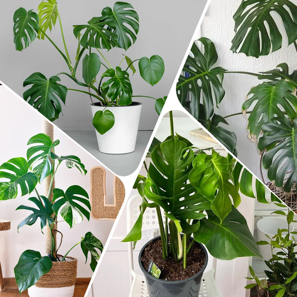 Doter Monstera soil delivers slow-release nutrients for steady feeding.
