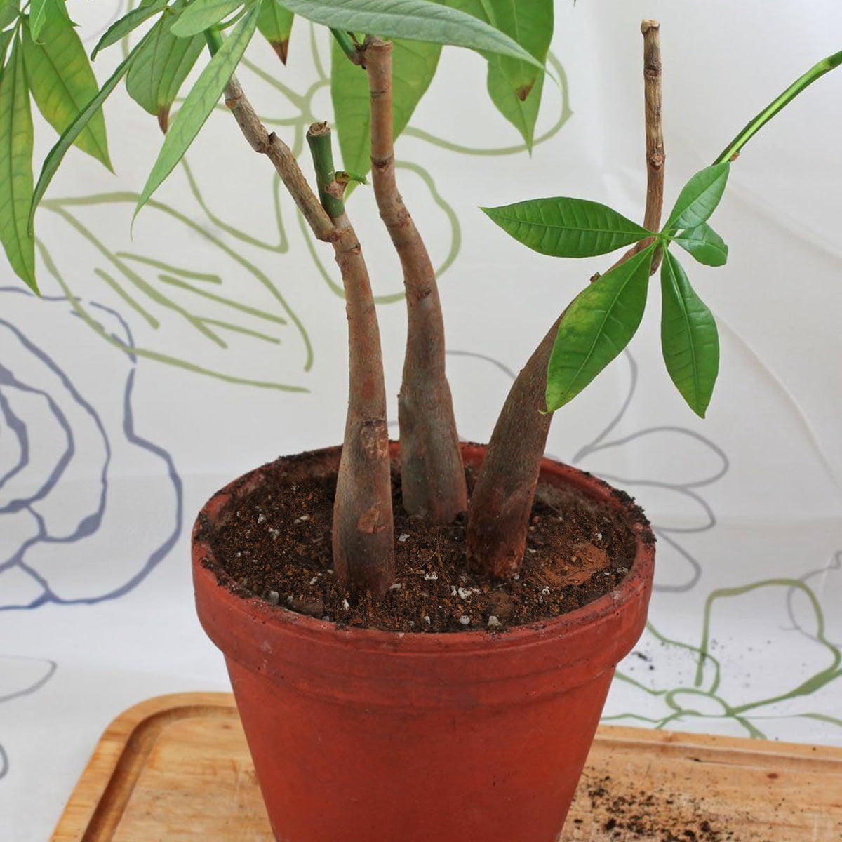 Money tree thriving in a home office with rich organic nutrients.