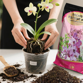 Doter mix demonstrates breathable formula for healthy orchid airflow.