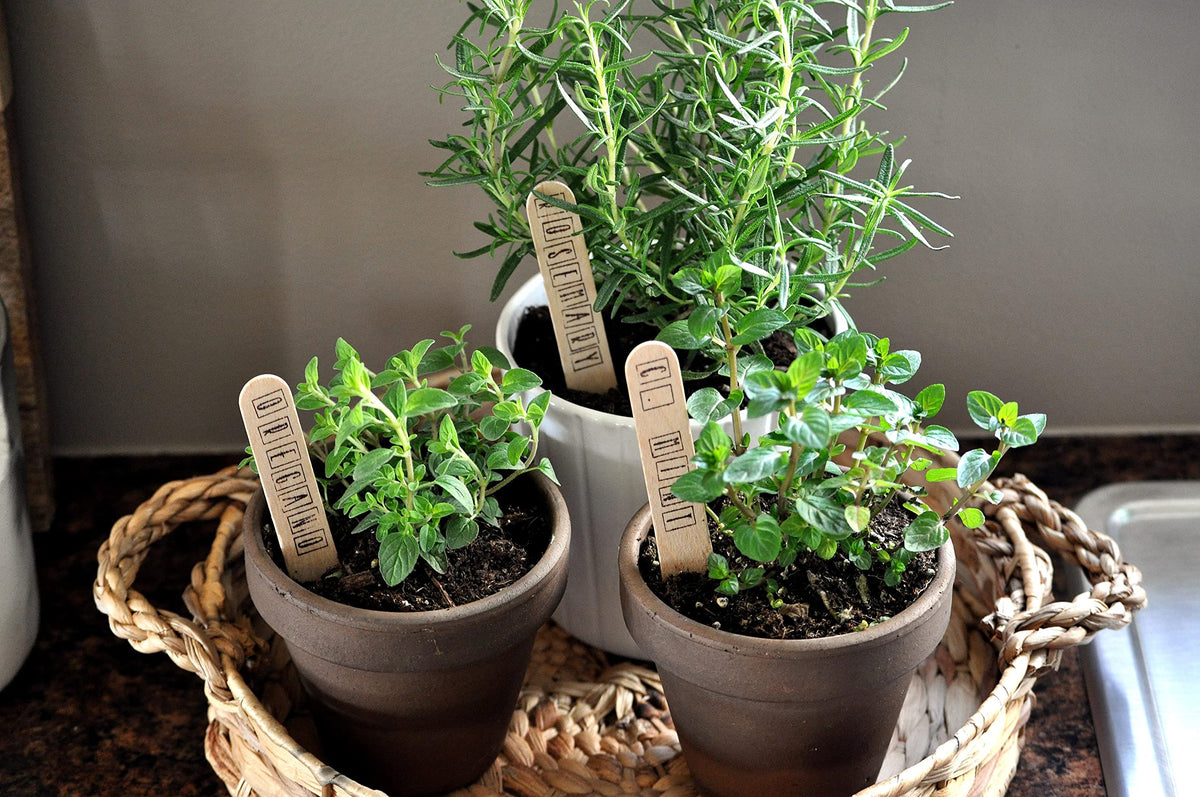 All-purpose use of Doter soil mix for indoor and outdoor flowers and herbs.