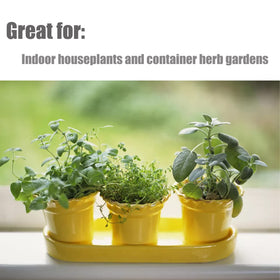 Herbs and vegetables thriving in pots using Doter soil mix for containers.