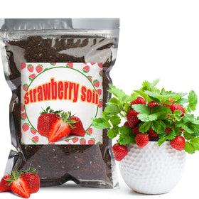 Doter Organic Strawberry Soil Mix 2qt bag closeup showing rich organic matter for healthy indoor strawberries.