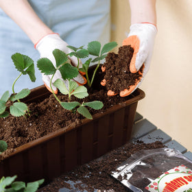 Doter Organic Strawberry Soil Mix 2qt easy-use-packaging shot emphasizes ready-to-use convenience.