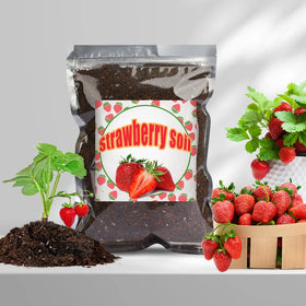 Doter Organic Strawberry Soil Mix 2qt potted strawberries indoor closeup demonstrates easy setup.