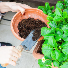 Doter Organic Strawberry Soil Mix 2qt slow-release nutrients closeup conveys ongoing feeding.