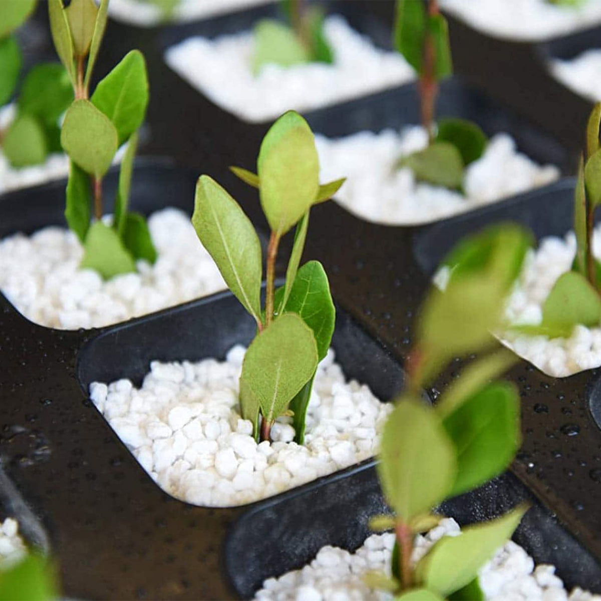 Doter Organic Perlite is suitable for indoor and outdoor plant setups.