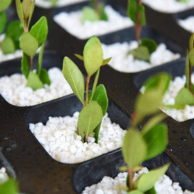 Doter Organic Perlite is suitable for indoor and outdoor plant setups.