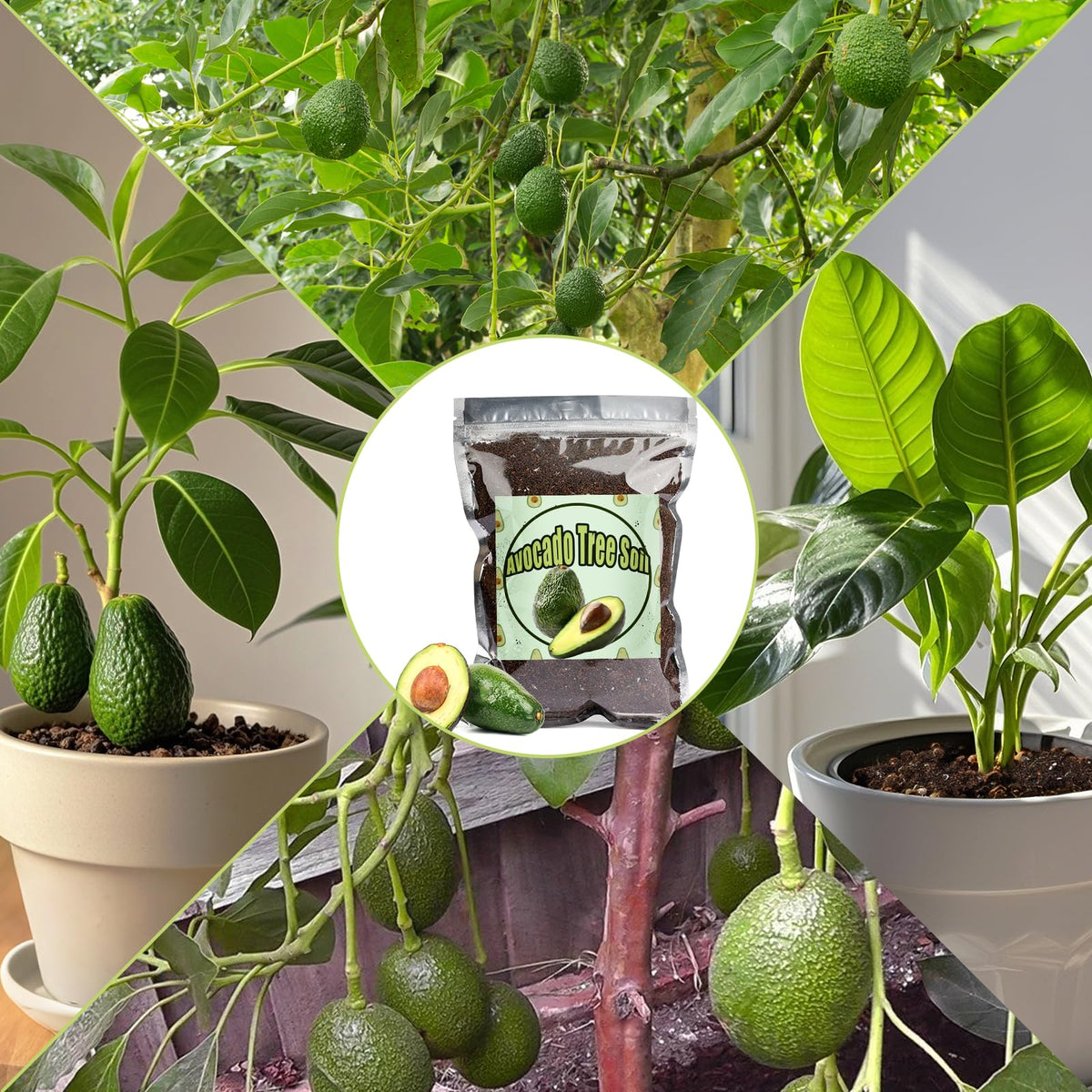 Doter-ph-balanced-avocado-soil-1qt supports nutrient uptake