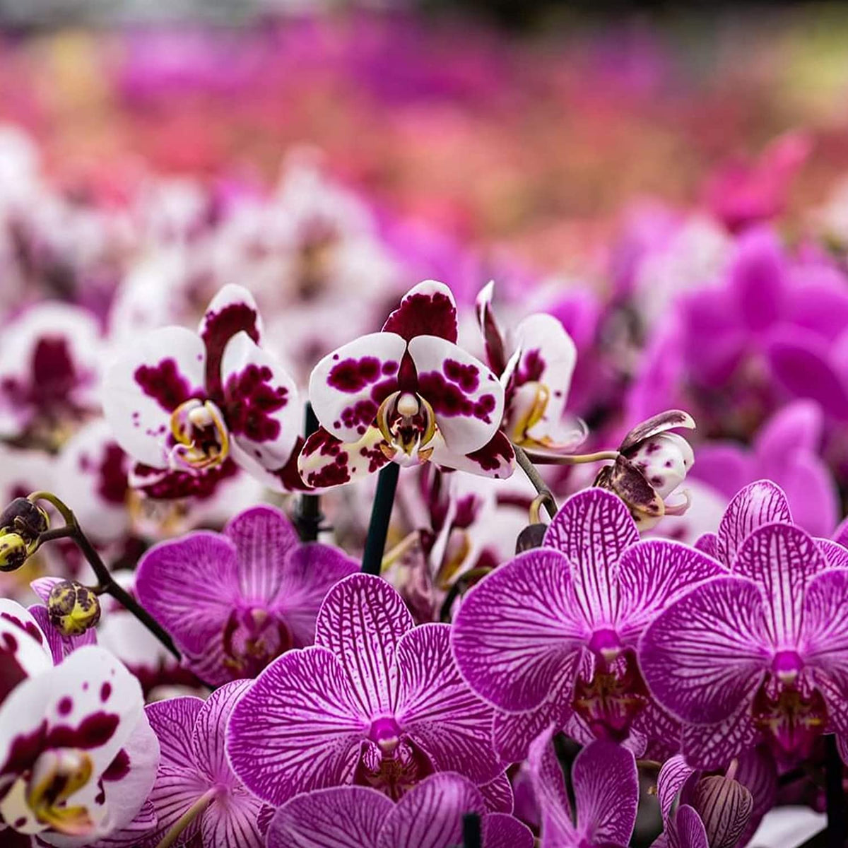 Doter potting mix for epiphytic orchids aids moisture control and consistent watering.