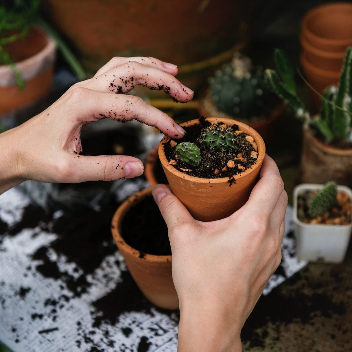 Doter potting sizes variety pack packaging options
