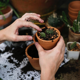 Doter potting sizes variety pack packaging options