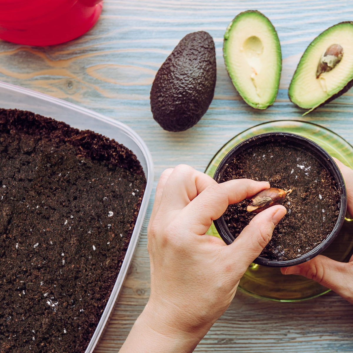 Doter-potting-soil-for-avocado-trees-1qt promotes drainage and strong roots