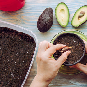 Doter-potting-soil-for-avocado-trees-1qt promotes drainage and strong roots