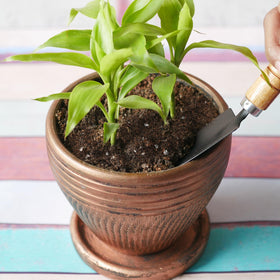 Doter Bamboo soil mix provides a ready foundation for beautiful indoor arrangements.