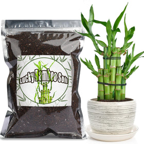 Doter Premium Lucky Bamboo Soil Blend promotes healthy growth with a balanced nutrient base.
