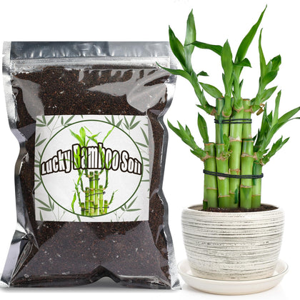 Doter Premium Lucky Bamboo Soil Blend promotes healthy growth with a balanced nutrient base.