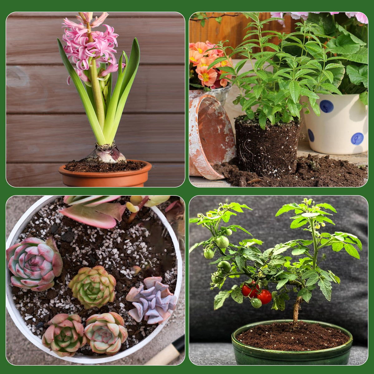 Doter seedling transplant to garden, easy move from pot to garden bed