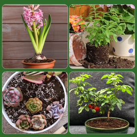Doter seedling transplant to garden, easy move from pot to garden bed