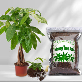 Moisture balanced potting mix keeping money tree roots hydrated without soggy soil.