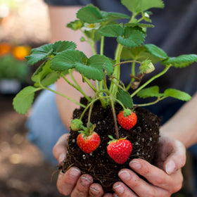 Doter strawberry soil mix supports fruit bearing plants with steady nutrient supply