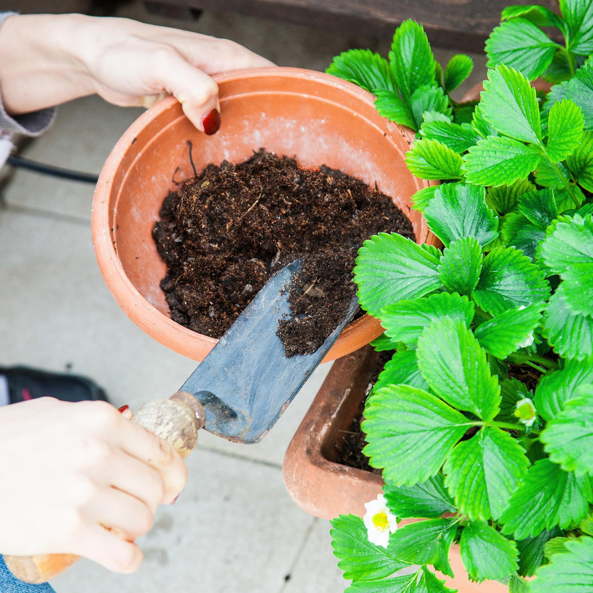 Doter strawberry soil mix used in indoor plants vibrant foliage may improve growth