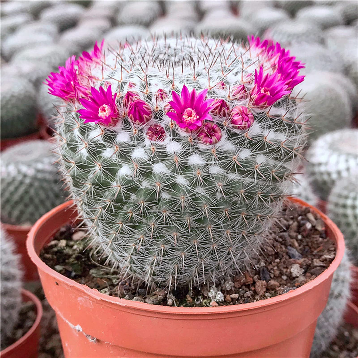 Doter succulent-cactus soil texture dry shows airy mix