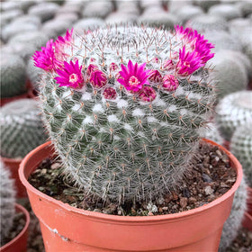 Doter succulent-cactus soil texture dry shows airy mix