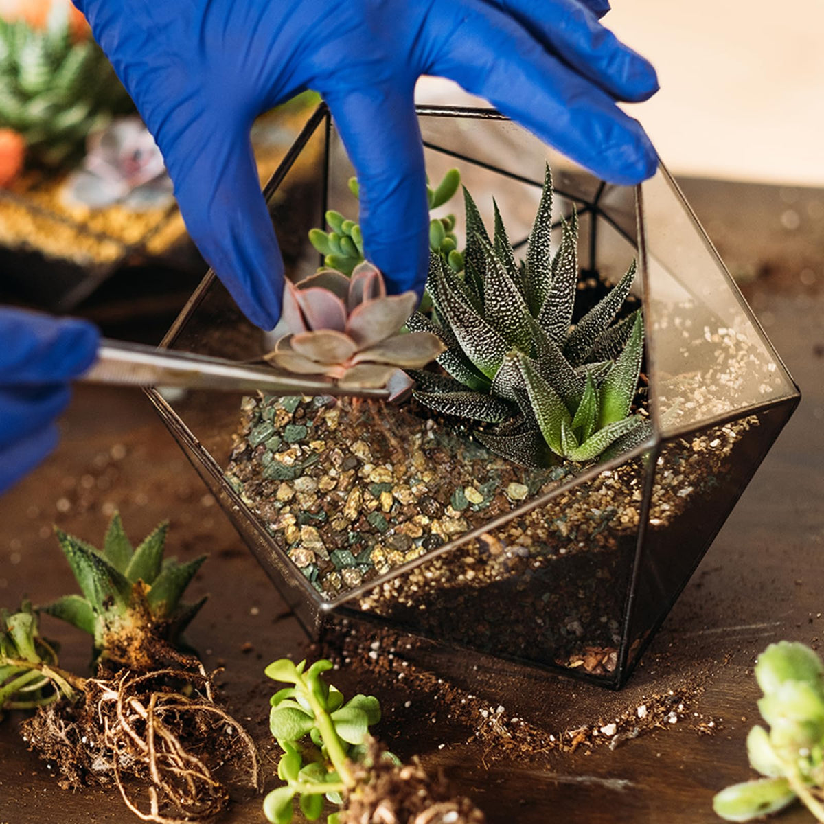 Pouring the soil mix into a terrarium, ready for hydration