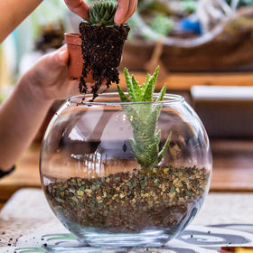Soil rich in nutrients supports root growth and foliage