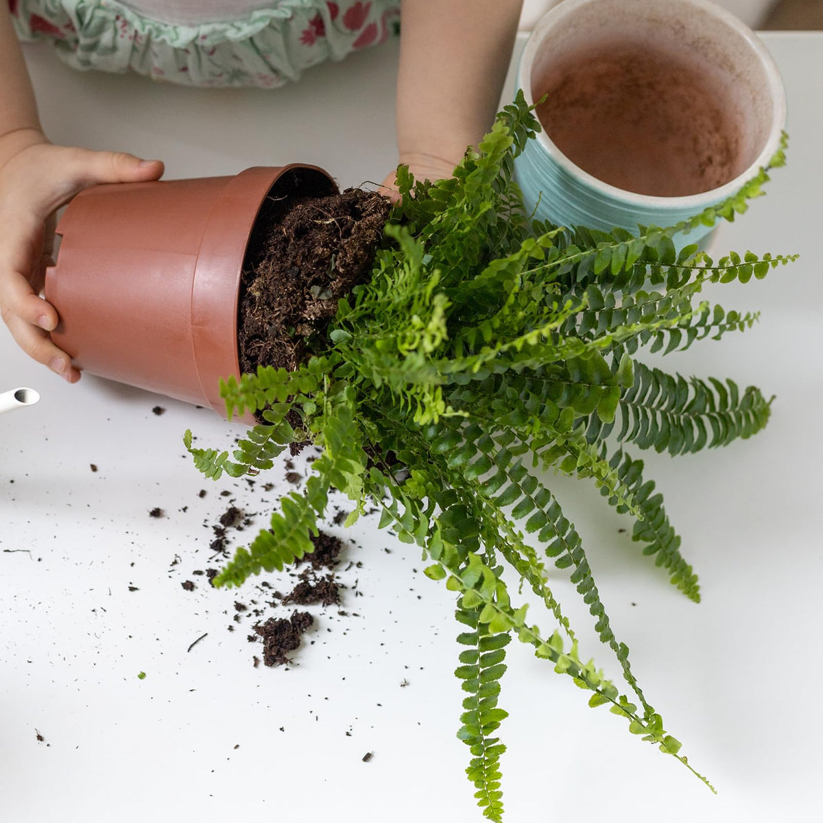 Versatile use for ferns, mosses, and related houseplants