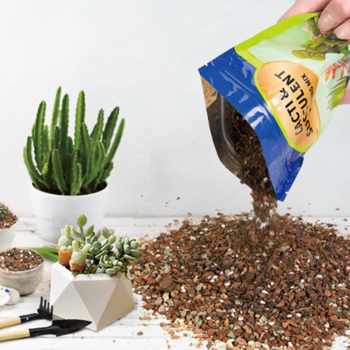 Doter well-draining soil for cacti emphasizes drainage channels