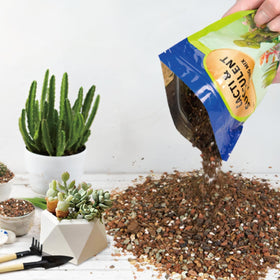 Doter well-draining soil for cacti emphasizes drainage channels