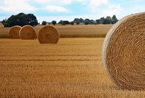 Double F Farms straw bedding for feral cats provides warmth.